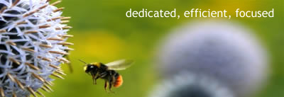 dedicated, efficient, focused. A Bumblebee hovers near a flower