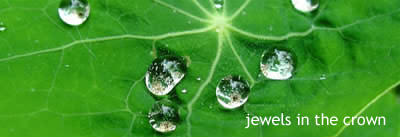 Jewels in the crown. A leaf with sparkling dew drops on it representing small jewels.